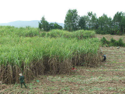 Cần phát triển cây trồng theo hướng sản xuất hàng hóa