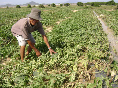 Mùa dưa “đắng”