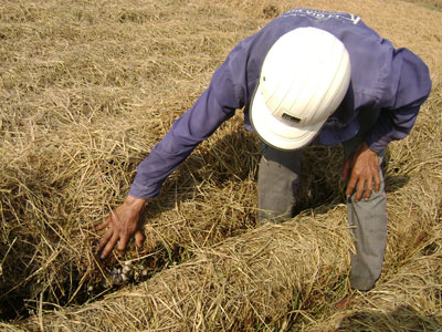 Triển vọng phát triển làng nấm