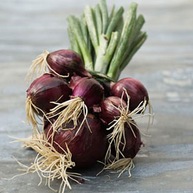 Ăn hành tây đỏ, giảm cholesterol