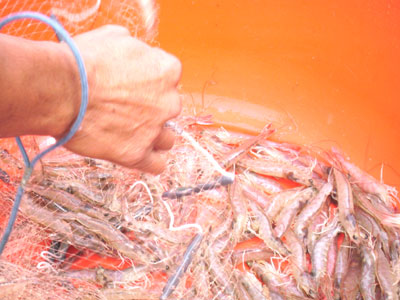 4 tháng, khai thác thủy sản đạt 27.500 tấn