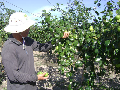Cần xây dựng thương hiệu cho cây táo Thái Lan