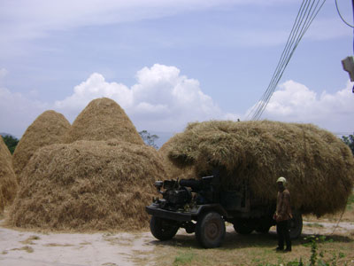 Triển vọng từ nghề kinh doanh rơm
