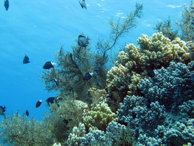 Góp phần tạo nên sự đa dạng sinh học ở biển