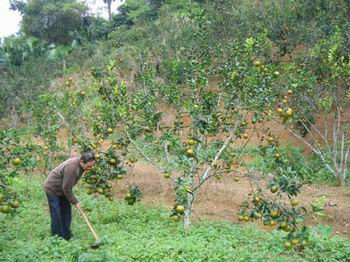 Gắn dạy nghề với tạo việc làm đối với lao động nghèo sẽ góp phần giảm nghèo bền vững. Ảnh minh họa