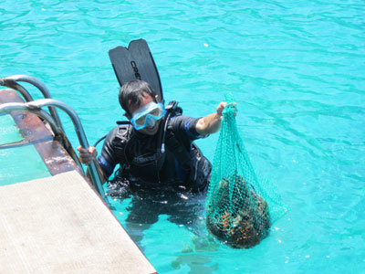 Bắt hơn 4.000 con sao biển gai