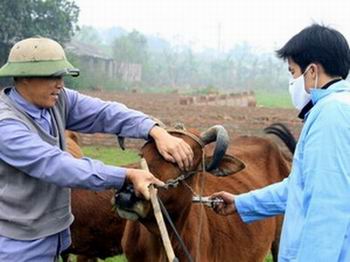 Tiêm vắc xin LMLM cho trâu bò. Ảnh minh họa