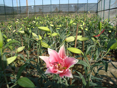 Thử nghiệm một số loài hoa giống ngoại