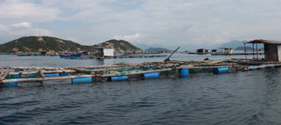 Đắng lòng vì tôm hùm chết hàng loạt