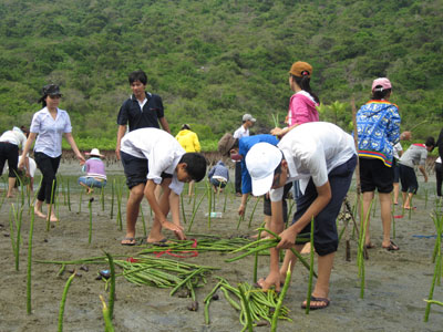 Trồng hơn 2.200 cây đước, mắm quắn ở Đầm Bấy