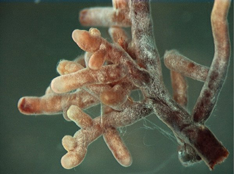 Nấm mycorrhizal, loài nấm sống cộng sinh dưới rễ cây.