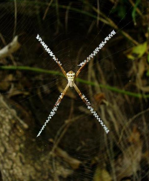 Nhện dệt thêm các sợi tơ trắng bắt chéo khi mạng của chúng bị hư hại nặng. 