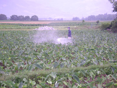 Mang lại hiệu quả kinh tế cao