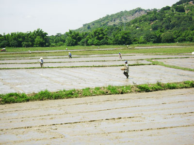 Toàn tỉnh Khánh Hòa xuống giống hơn 8.500 héc-ta lúa Hè - Thu