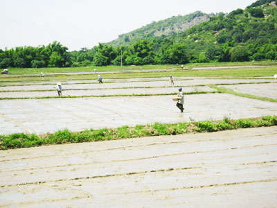 Xuống giống hơn 850ha lúa Hè Thu