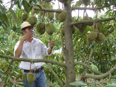 Phấn đấu hoàn thành chứng nhận VietGAP sản phẩm tỏi và sầu riêng