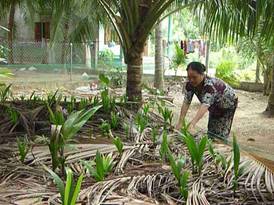 Triển vọng từ mô hình trồng dừa Xiêm