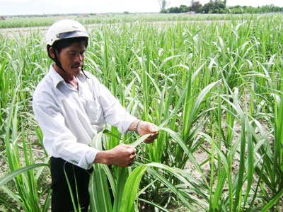 Phủ nhanh diện tích mía giống mới