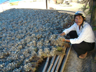 Sản xuất kiệu giống: Nhiều triển vọng