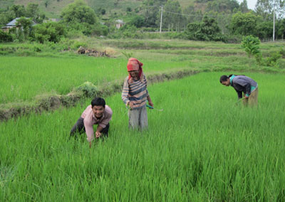 Trồng lúa nước - giải pháp tự chủ lương thực