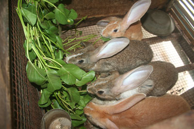 Đầu tư nhỏ, hiệu quả cao