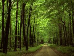 Bổ sung quy định về chuyển mục đích sử dụng rừng