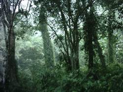 Quy định mới về điều kiện khai thác gỗ rừng tự nhiên