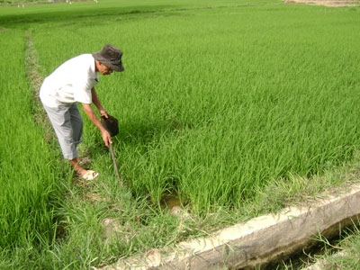 Kinh nghiệm diệt chuột hiệu quả của một nông dân