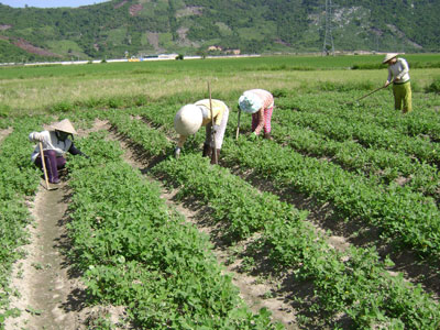 Cần biện pháp tổng hợp