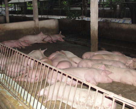 Thịt tăng giá người nuôi lãi kỷ lục