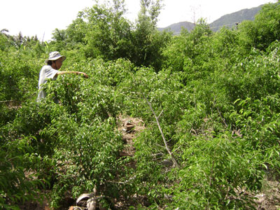 Rộ “cơn sốt” trồng cây sanh