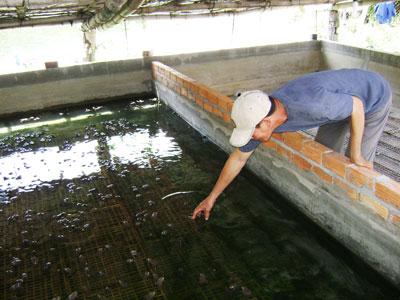 Nuôi ếch bò, thêm cơ hội