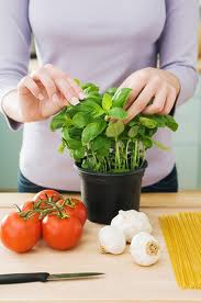 Mách bạn: Cách bảo quản rau thơm