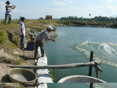 Tập huấn kỹ thuật nuôi tôm thẻ chân trắng theo quy trình GAP