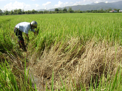 Toàn tỉnh Khánh Hòa gieo sạ hơn 17.500ha lúa Hè Thu