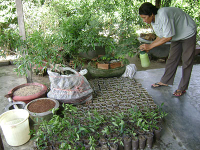 Giải pháp sản xuất hàng loạt và bảo vệ tài nguyên rừng