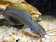 Cá trê - chữa đau lưng, mỏi gối