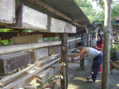 Nuôi ong dú - Cơ hội để làm giàu
