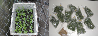 Phát hiện nhiều vụ trồng, buôn bán trái phép cần sa