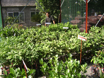 Xây dựng vườn cung cấp cây ăn quả giống gốc