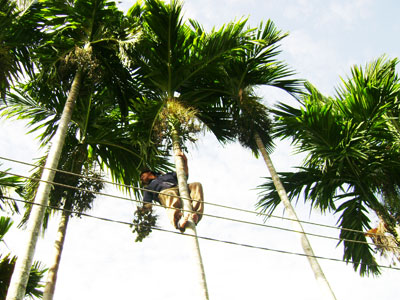 Mùa cau chín 2011: Qua rồi thời “vàng son”