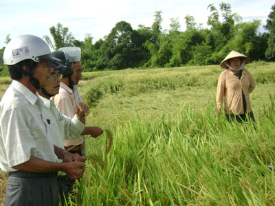 Hội thảo mô hình giống lúa TBR 45 và ứng dụng phân sinh học trên cây lúa