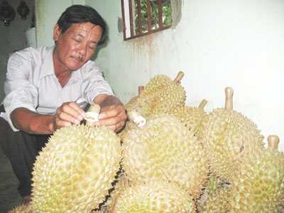 “Vua sầu riêng” trên đất Khánh Sơn