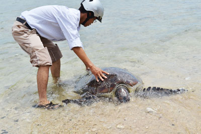 Một con rùa quý hiếm nặng 80kg được thả về biển