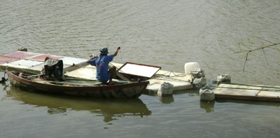 Nhiều triển vọng từ nuôi cá chình