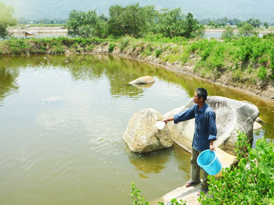 Doanh nghiệp, nông dân hoang mang!