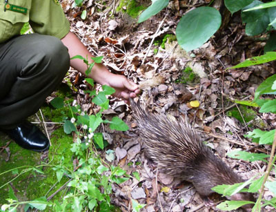 Thả 89 cá thể động vật hoang dã về rừng