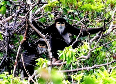 Phê duyệt Phương án quản lý, bảo vệ rừng Hòn Hèo giai đoạn 2011 - 2015