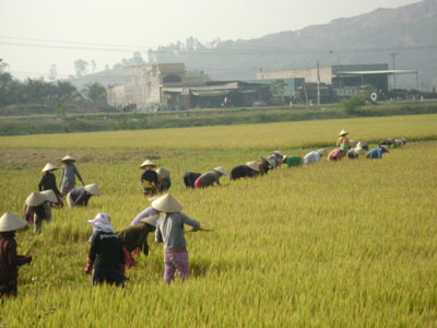Khánh Hòa thu hoạch hơn 16.200ha lúa Hè Thu