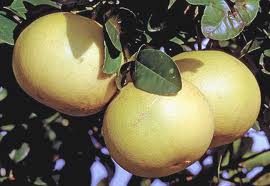 Bưởi để chữa bệnh và làm đẹp